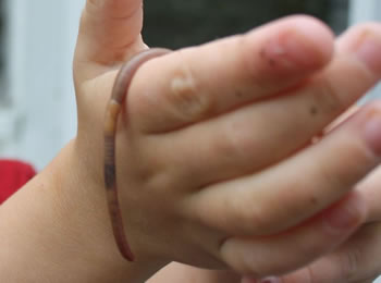 earthworms and nightcrawlers in your raised garden beds